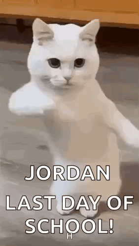 A White Cat Is Standing On Its Hind Legs And Making A Fist . GIF