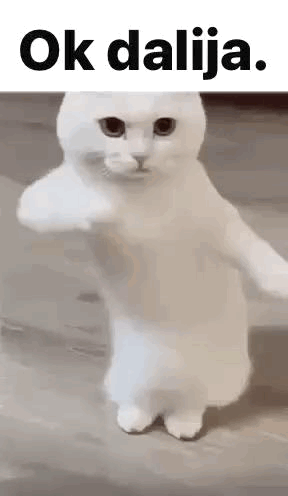 A White Cat Is Standing On Its Hind Legs And Pointing At Something . GIF