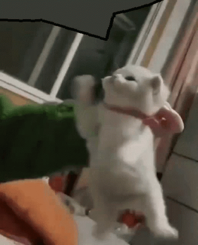 A White Cat Is Standing On Its Hind Legs In A Room . GIF