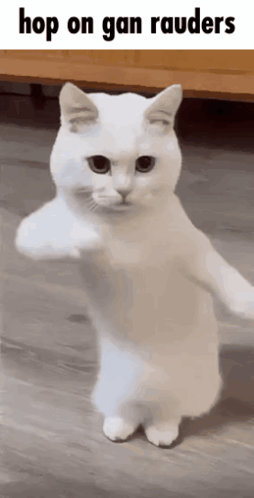 A White Cat Is Standing On Its Hind Legs With The Caption Hop On Gan Raiders GIF