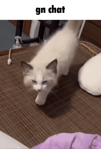 A White Cat Is Walking On A Bamboo Mat With The Words Gn Chat Below It GIF