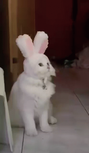 a white cat is wearing bunny ears on its head