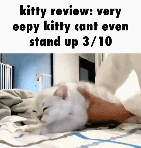 A White Cat Laying On A Bed With A Caption That Says Kitty Review Very Eepy Kitty Cant Even Stand Up 3 10 GIF