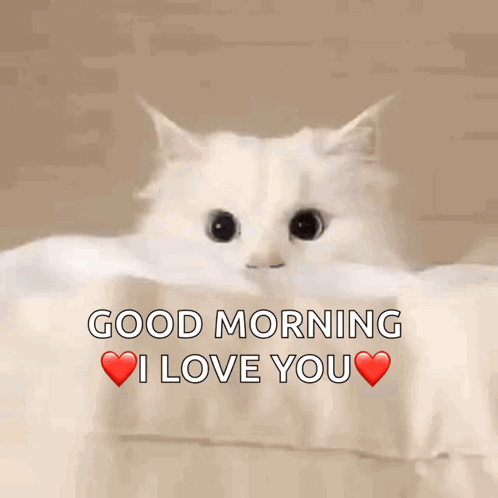 a white cat laying on a bed with the words " good morning i love you " above it