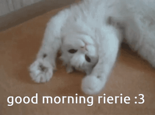A White Cat Laying On Its Back With The Words Good Morning Rierie : 3 GIF