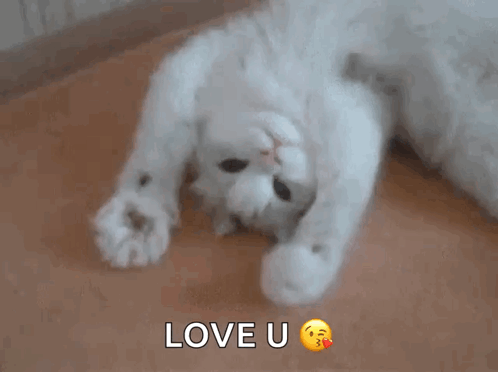 A White Cat Laying On Its Back With The Words Love U Written Above It GIF