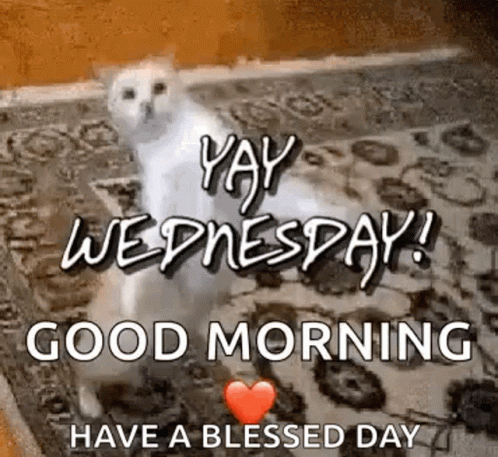 a white cat sitting on a rug with the words `` yay wednesday ! good morning have a blessed day '' .