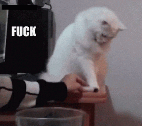 White Cat Sitting On Table With Fuck In Corner GIF