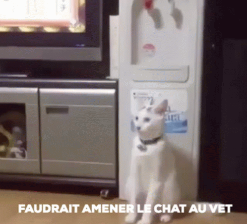 A White Cat Standing In Front Of A Refrigerator With The Words " Faudrait Amener Le Chat Au Vet " Written Below It GIF