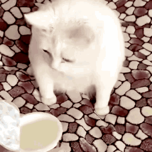 A White Cat Standing Next To A Bowl Of Liquid GIF