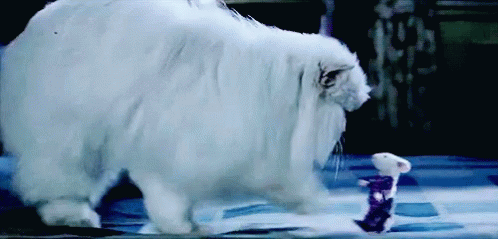 A White Cat Standing Next To A White Mouse GIF