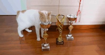 A White Cat Standing Next To Three Trophies On A Wooden Floor GIF
