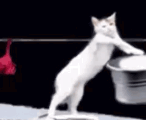 A White Cat Standing On Its Hind Legs Holding A Bucket . GIF