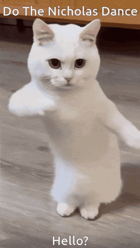 A White Cat Standing On Its Hind Legs With The Words Do The Nicholas Dance Hello Written Below It GIF