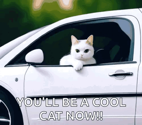 A White Cat Sticking Its Head Out Of A Car Window GIF