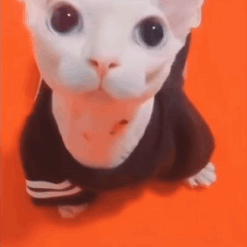 A White Cat Wearing A Black Shirt Is Sitting On An Orange Surface . GIF
