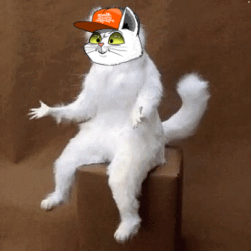 A White Cat Wearing A Hat That Says Trump On It GIF