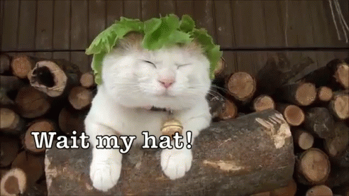 A White Cat Wearing A Lettuce Hat Sitting On A Log GIF