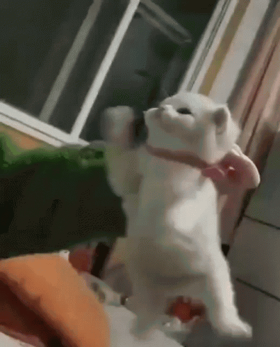 A White Cat Wearing A Pink Bow Tie Is Standing On Its Hind Legs . GIF