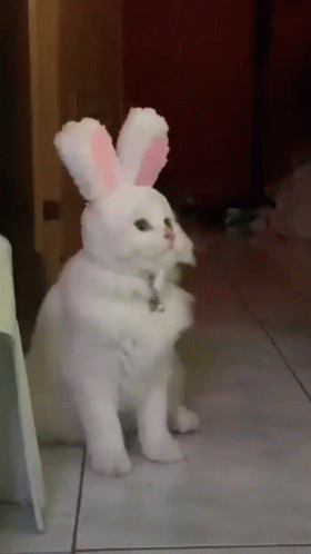 A White Cat Wearing Bunny Ears And A Collar Is Sitting On The Floor . GIF