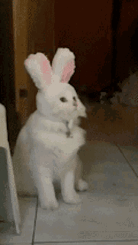 A White Cat Wearing Bunny Ears Is Standing On Its Hind Legs On A Tiled Floor . GIF