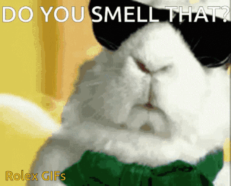 A White Cat Wearing Sunglasses And A Green Bow Tie Says Do You Smell That Rolex Gifs GIF
