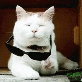 A White Cat Wearing Sunglasses Is Laying Down On The Floor GIF