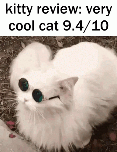 A White Cat Wearing Sunglasses Is Laying On The Ground GIF