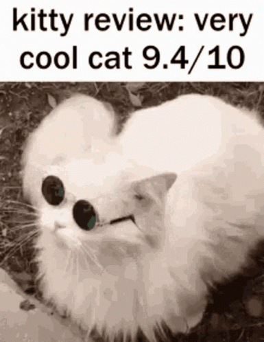 A White Cat Wearing Sunglasses Is Laying On The Ground GIF