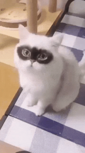 A White Cat With A Black Spot On Its Face GIF