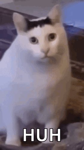 A White Cat With A Black Spot On Its Head Is Sitting On A Table With The Words Huh Written On It . GIF