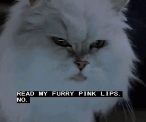 A White Cat With A Caption Reading Read My Furry Pink Lips GIF