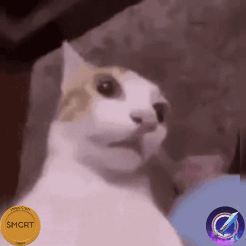 a white cat with a gold coin that says $ mcrt
