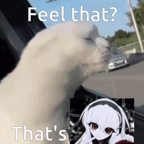 A White Cat With A Picture Of A Girl And The Words Feel That That 'S That 'S GIF