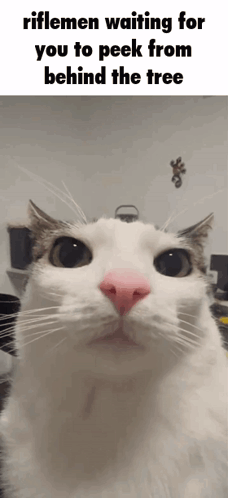 A White Cat With A Pink Nose Is Looking At The Camera With The Caption Riflemen Waiting For You To Peck From Behind The GIF