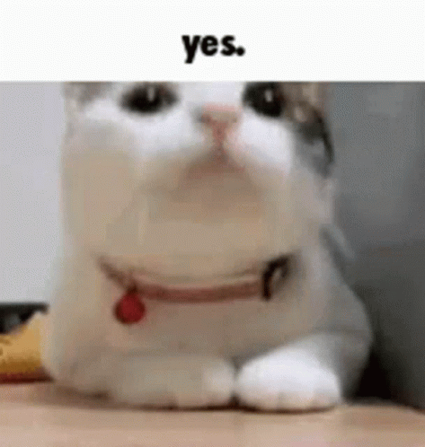 A White Cat With A Red Collar Is Laying Down On A Table . GIF
