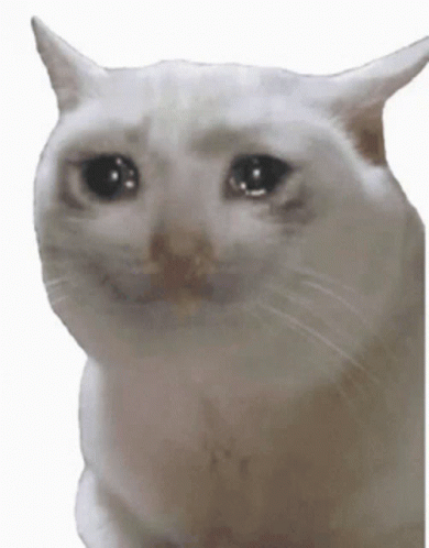A White Cat With A Sad Look On Its Face Is Sitting On A White Background . GIF