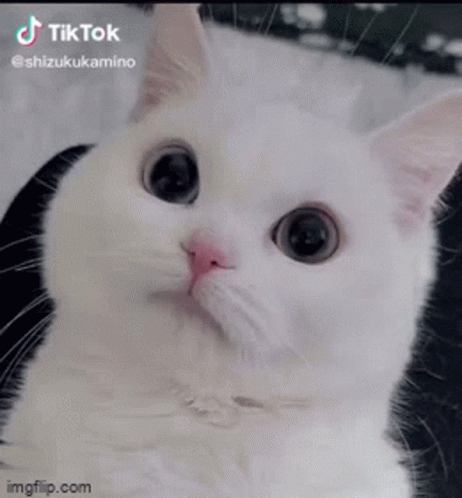 A White Cat With Big Eyes And A Pink Nose Is Laying Down And Looking At The Camera . GIF