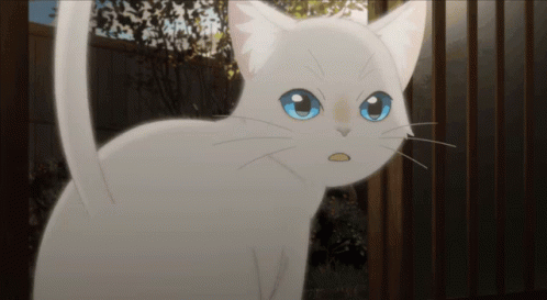 A White Cat With Blue Eyes Is Standing In Front Of A Wooden Fence GIF