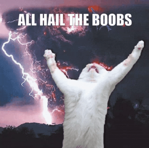 A White Cat With Its Arms In The Air With The Words All Hail The Boobs Behind It GIF