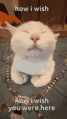 A White Cat With Its Eyes Closed And The Words How I Wish You Were Here Above It GIF
