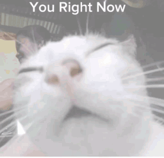 A White Cat With Its Eyes Closed And The Words You Right Now Behind It GIF