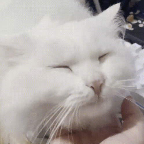 A White Cat With Its Eyes Closed Being Held By A Person GIF