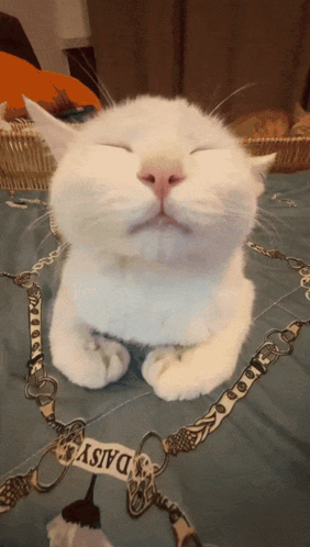 A White Cat With Its Eyes Closed Is Laying On A Bed With A Daisy Scarf Around Its Neck GIF