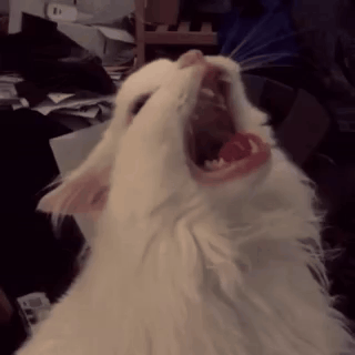 A White Cat With Its Mouth Wide Open Looking Up GIF