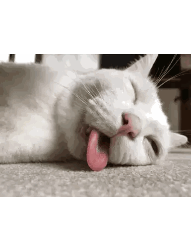 a white cat with its tongue sticking out