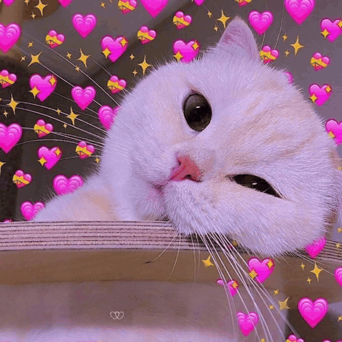 A White Cat With Pink Hearts Around It GIF