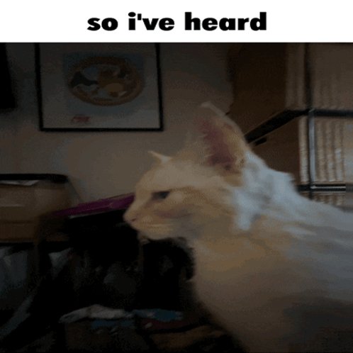 A White Cat With The Words So I 'Ve Heard Above It GIF