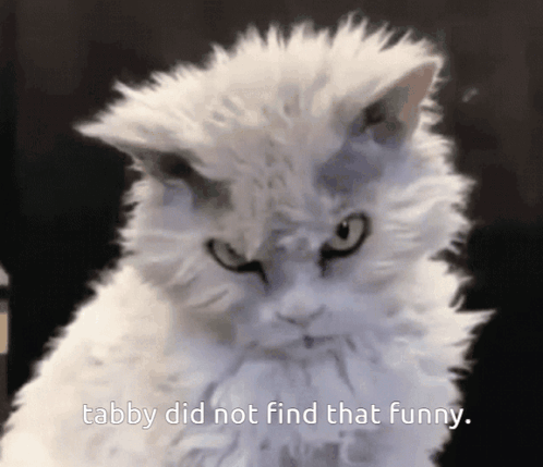 A White Cat With The Words Tabby Did Not Find That Funny GIF