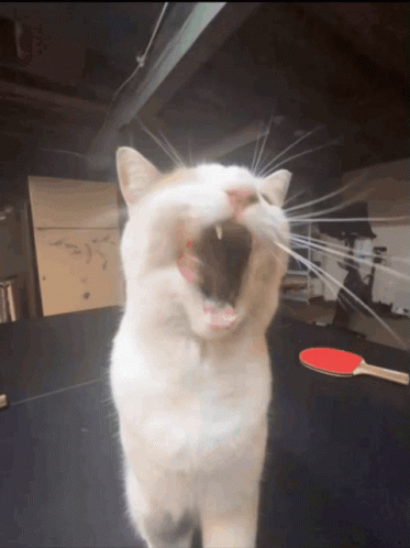 A White Cat Yawning With A Ping Pong Paddle Behind It GIF